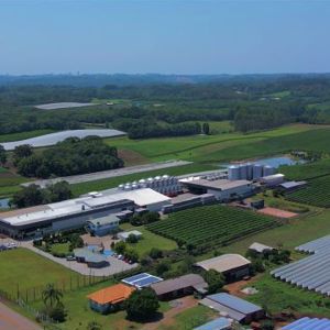 Vinícola Basso celebra 85 anos com inovação, expansão e protagonismo no mercado nacional